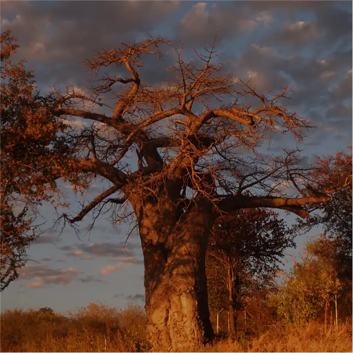 Game park conservation