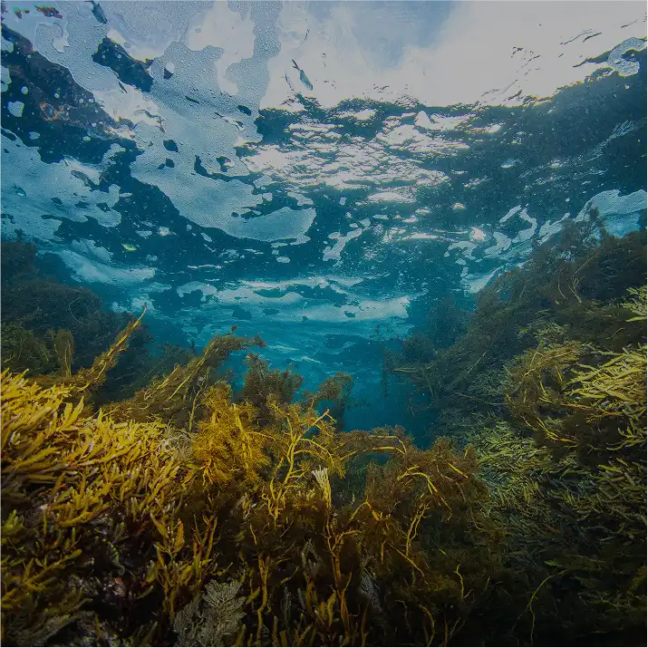 Kelp blue project