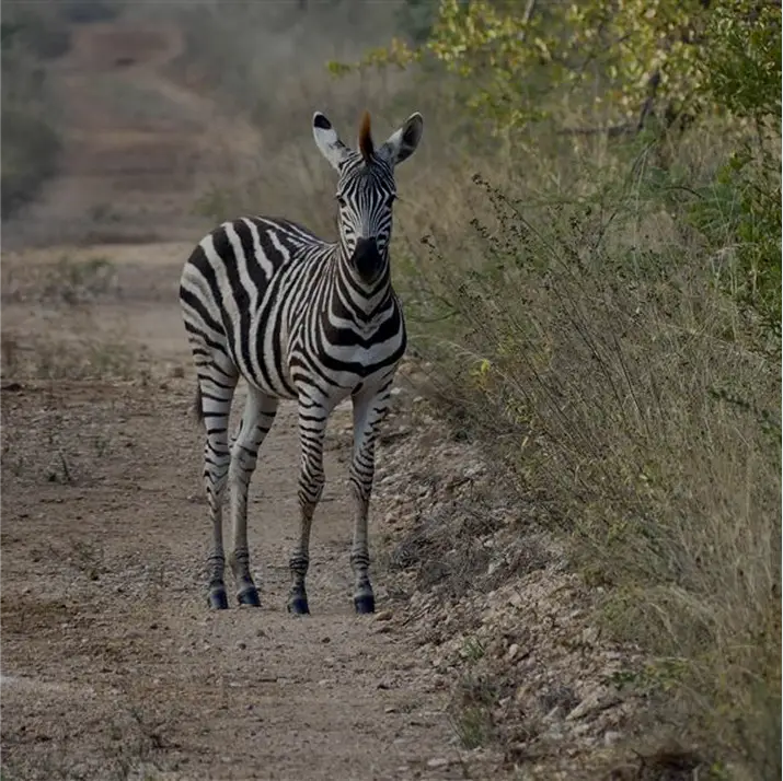Preserving game parks